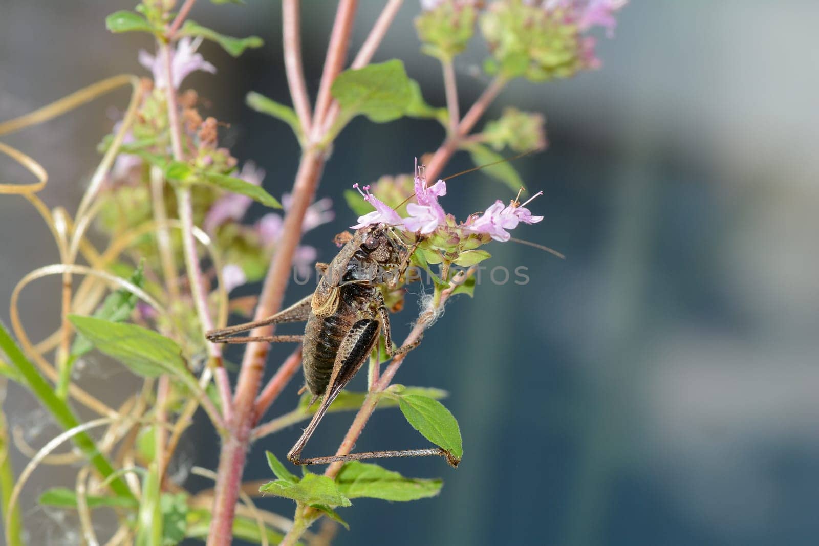 Common bush cricket ( Pholidoptera griseoaptera ) on a plant