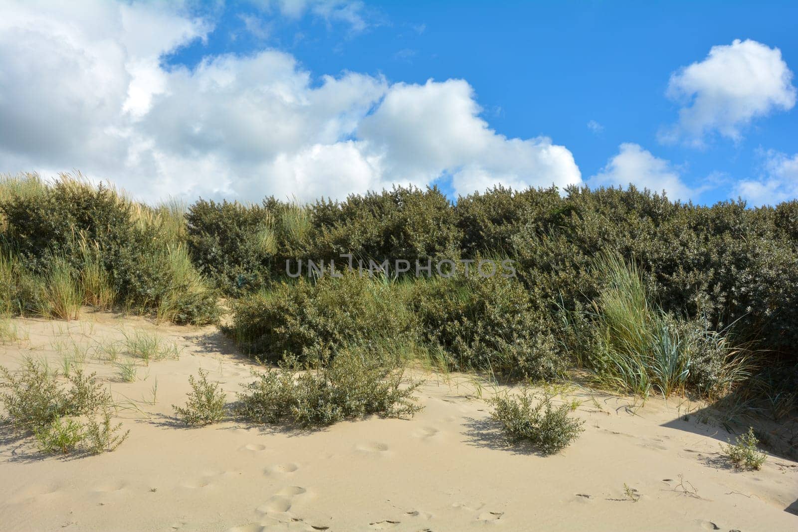 Beach oat in the sandy dunes on the North Sea coast in the Netherlands on Zeeland on the island Schouwen-Duiveland