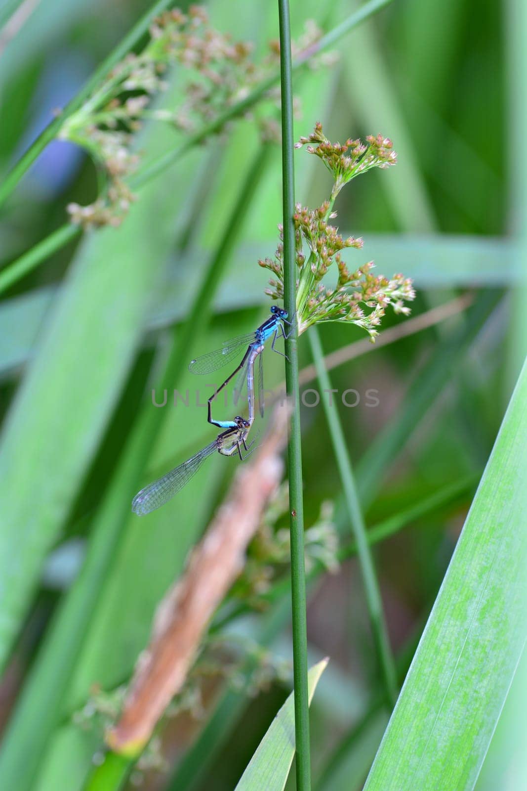 Two feather dragonflies ( Platycnemis pennipes ) mating on a blade of grass