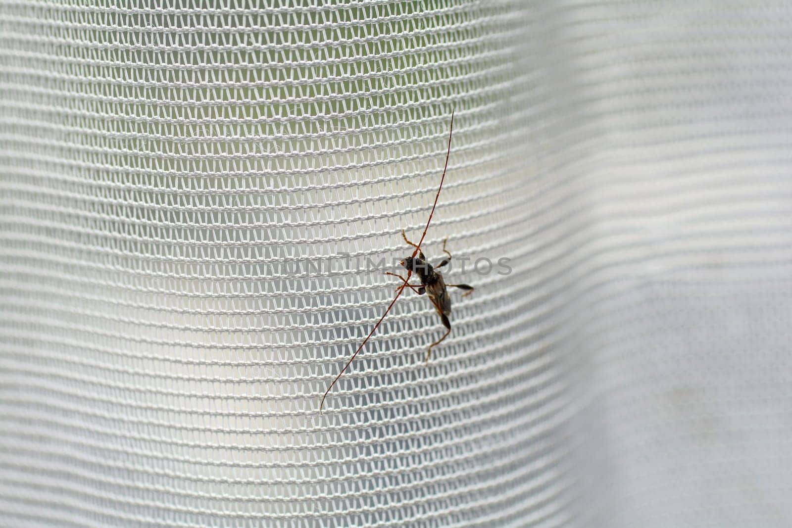 A long-horned beetle ( Molorchus minor ) is sitting on a white curtain by the window in an apartment