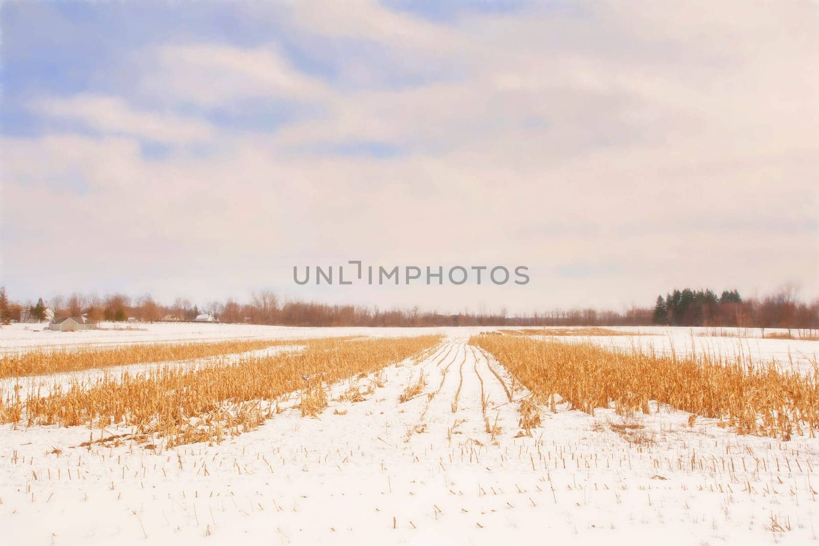 Harvested Corn Field in Winter.