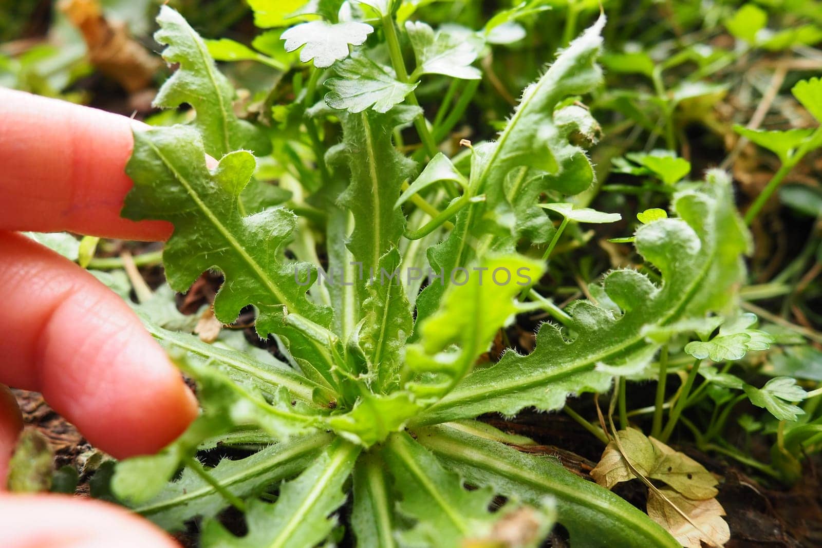 Limonium sinuatum, or Statice, Wavyleaf Sea Lavender, herbaceous perennial or annual from Mediterranean. Planting a plant in the ground. Dropping seedlings into the soil or flower box. Women's fingers