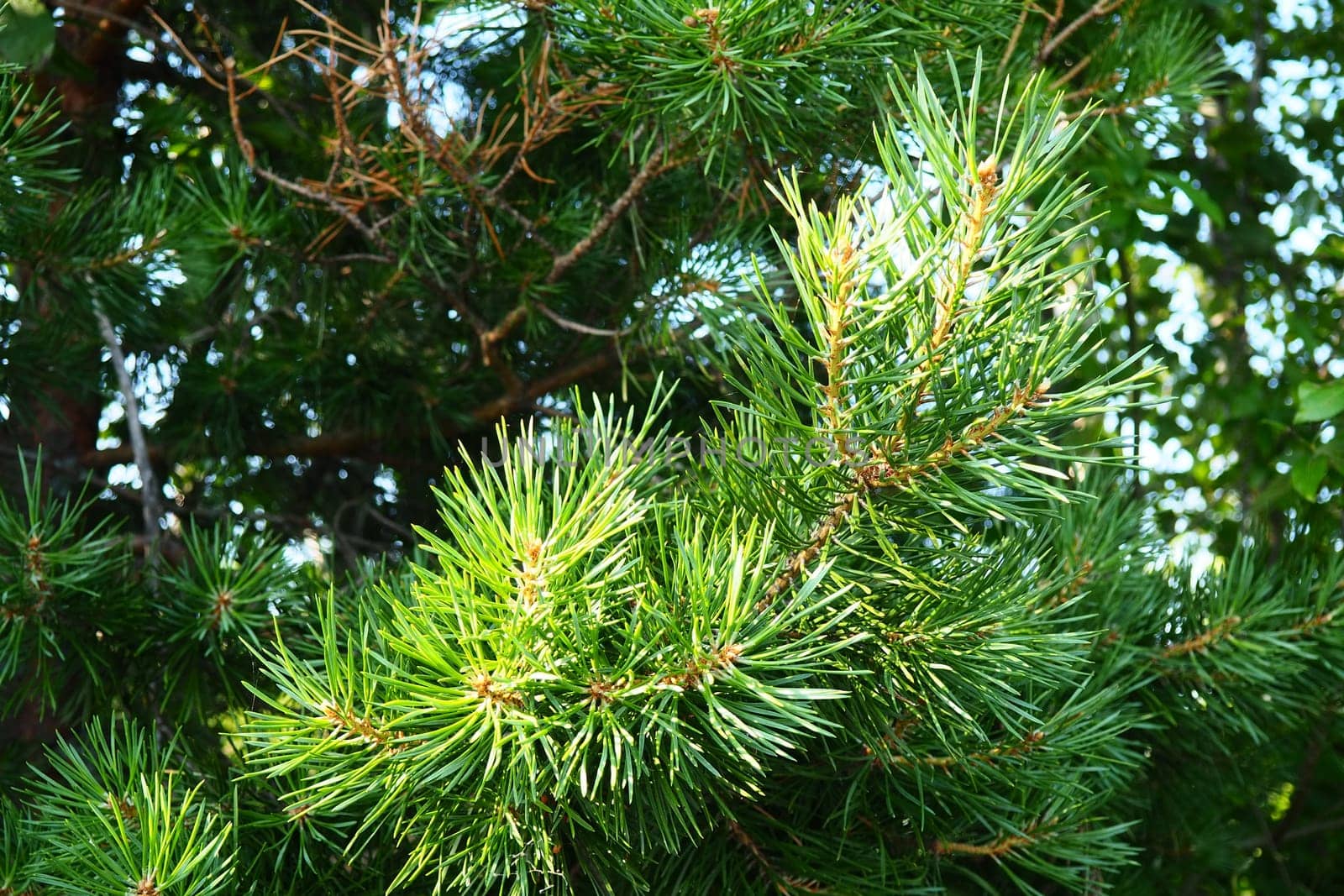 Pine branches at the golden hour in the evening. Pinus pine, a genus of conifers and shrubs in the pine family Pinaceae. Wildlife taiga of Karelia in summer.