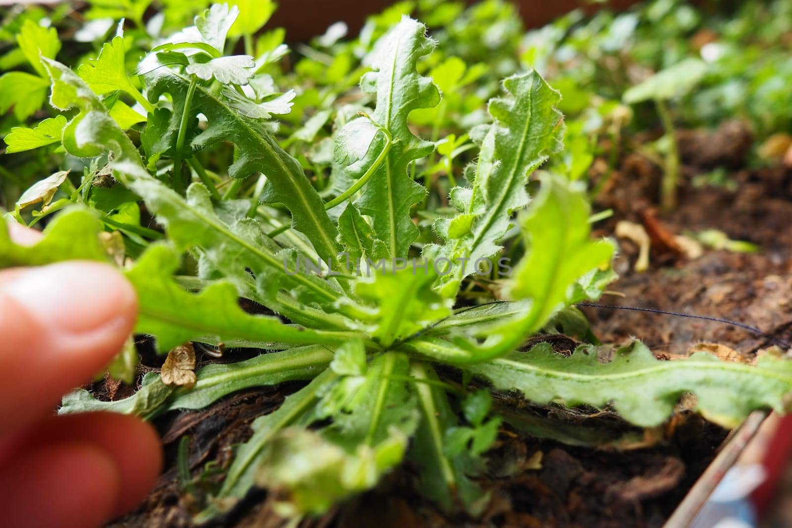 Limonium sinuatum, or Statice, Wavyleaf Sea Lavender, herbaceous perennial or annual from Mediterranean. Planting a plant in the ground. Dropping seedlings into the soil or flower box. Women's fingers