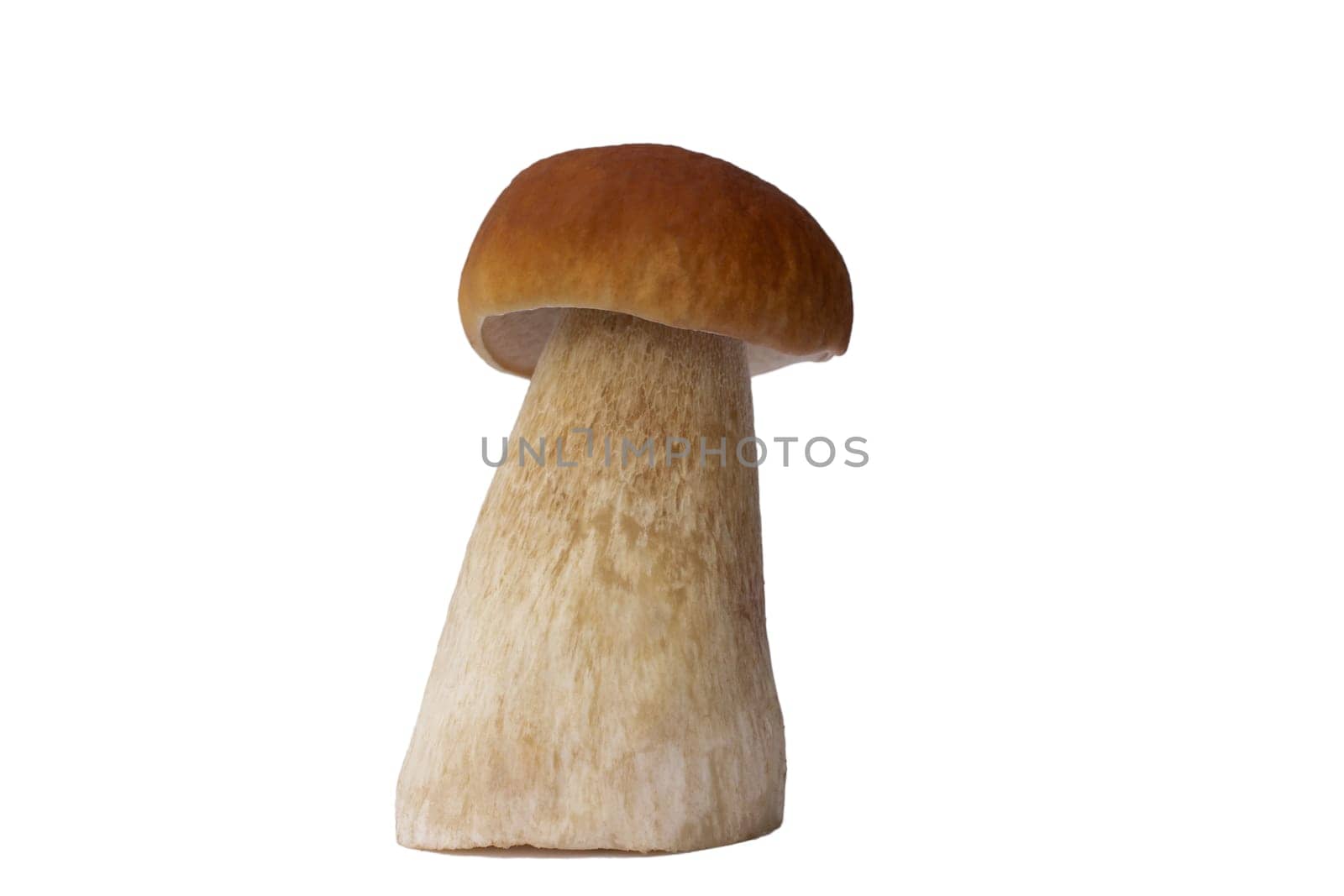Brown boletus mushroom isolated on white background.