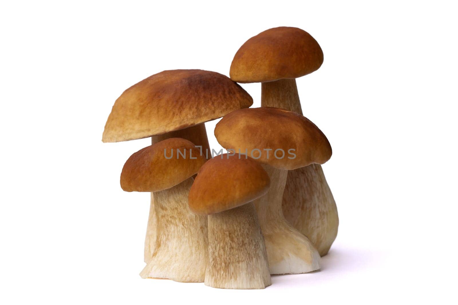 Brown boletus mushrooms isolated on white background.