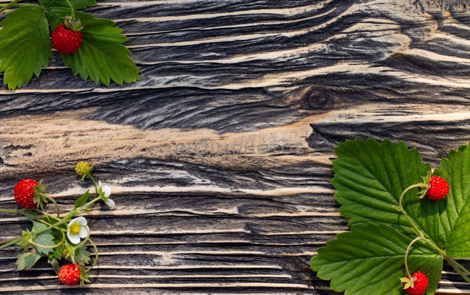 Sprigs of ripe red wild strawberries with berries on an old wooden surface. Top view. Copy space.