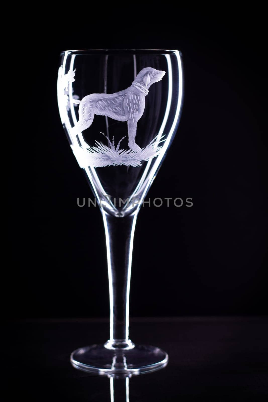 Wine glass with a sandblasted dog on a black background, copy space
