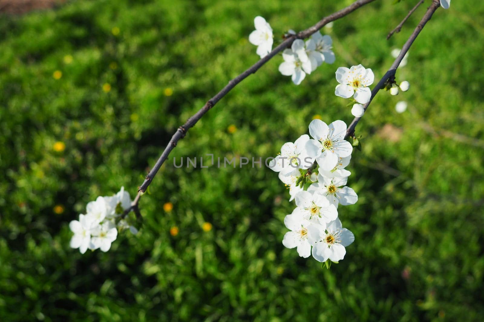 Blossoming of cherries, sweet cherries and bird cherry. Beautiful fragrant white flowers on the branches. The flowers are collected in long dense drooping brushes. March, Serbia, Sremska Mitrovica.