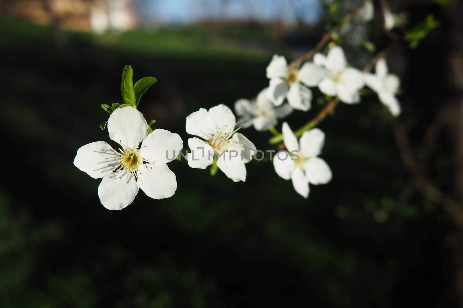 Blossoming of cherries, sweet cherries and bird cherry. Beautiful fragrant white flowers on the branches. The flowers are collected in long dense drooping brushes. March, Serbia, Sremska Mitrovica.