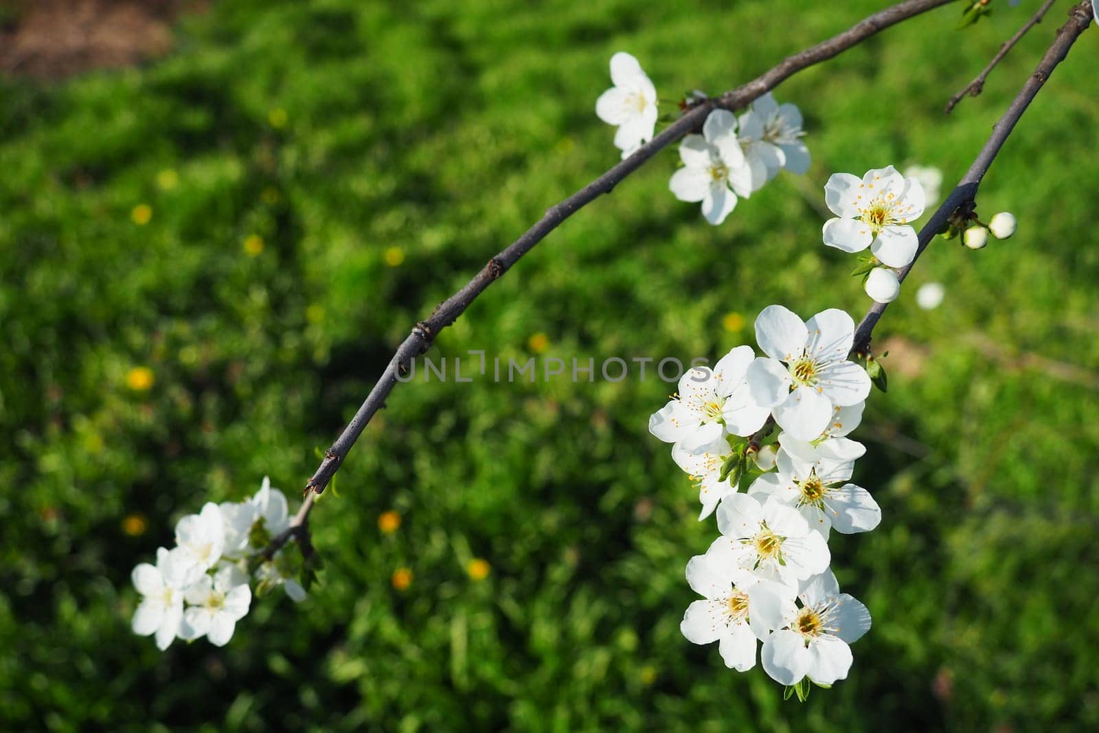 Blossoming of cherries, sweet cherries and bird cherry. Beautiful fragrant white flowers on the branches. The flowers are collected in long dense drooping brushes. March, Serbia, Sremska Mitrovica.