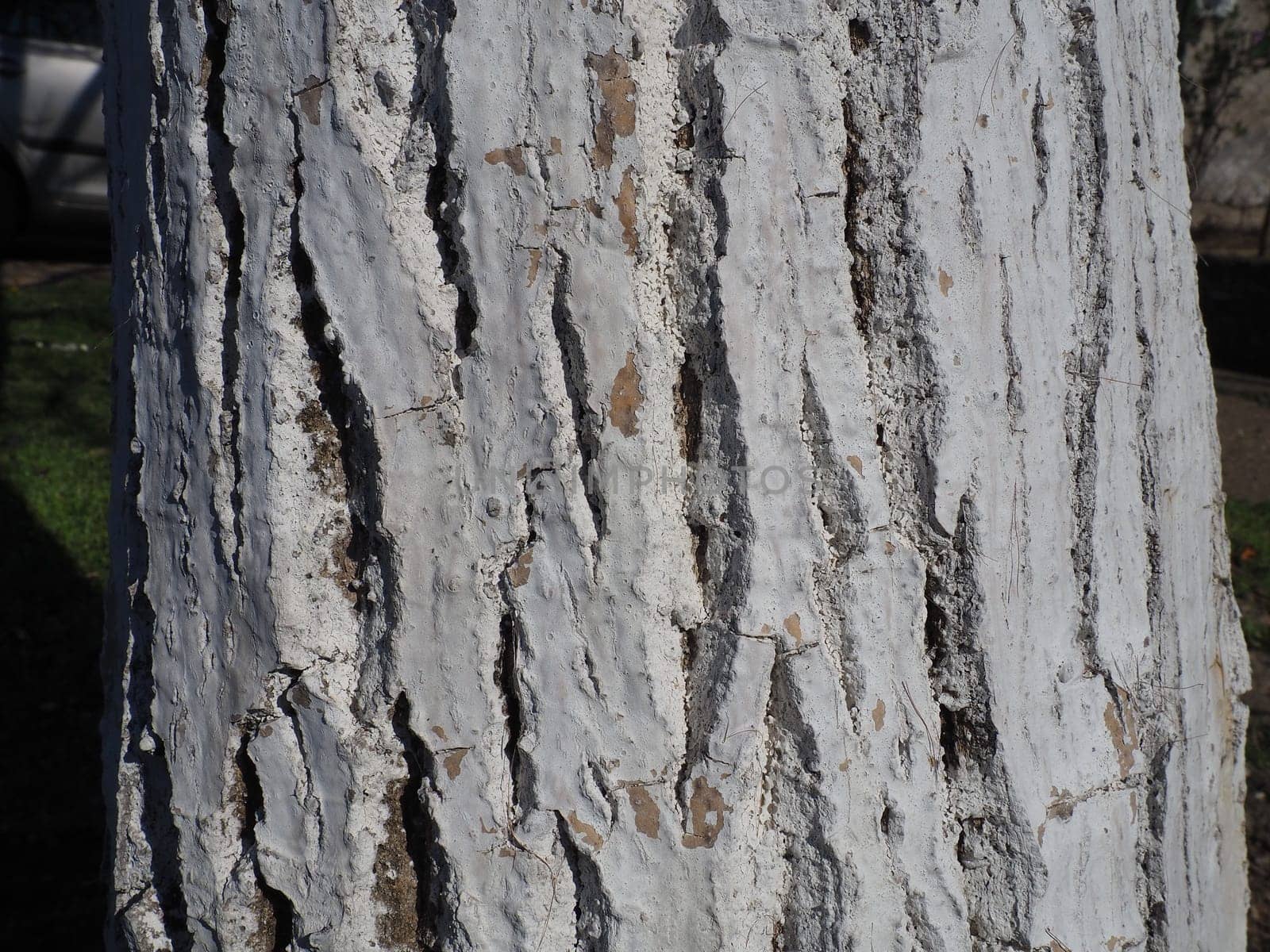White trunk of a fruit tree. Protection of the tree from insects - pests. Walnut tree without leaves. Agricultural and horticultural work in the spring. White paint on the bark