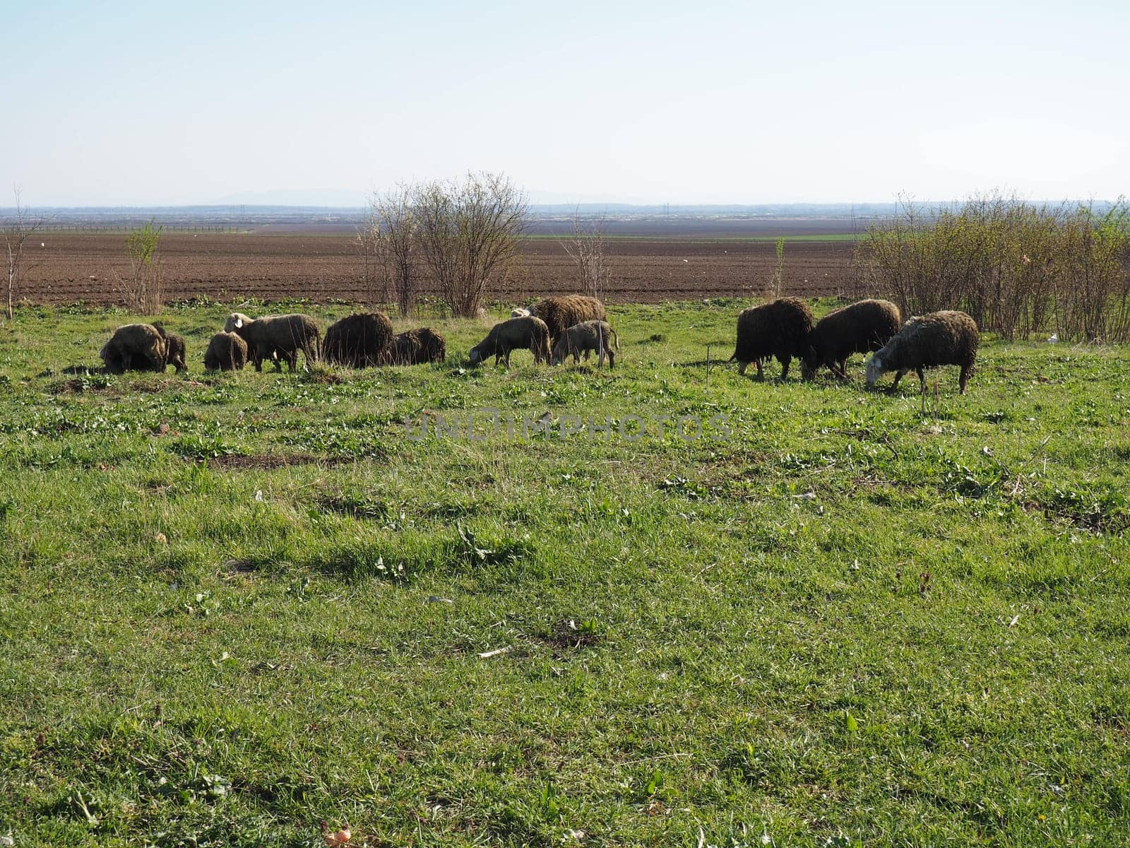 A herd of rams in the field. Ruminants graze in the meadow. Sheep and rams are bred to the grass. Farming and animal husbandry in Serbia. Brown or black sheep breed. Animals for wool production.