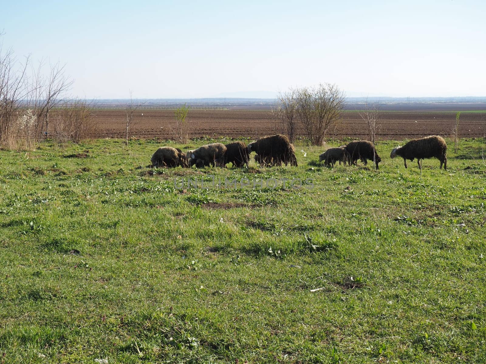A herd of rams in the field. Ruminants graze in the meadow. Sheep and rams are bred to the grass. Farming and animal husbandry in Serbia. Brown or black sheep breed. Animals for wool production.