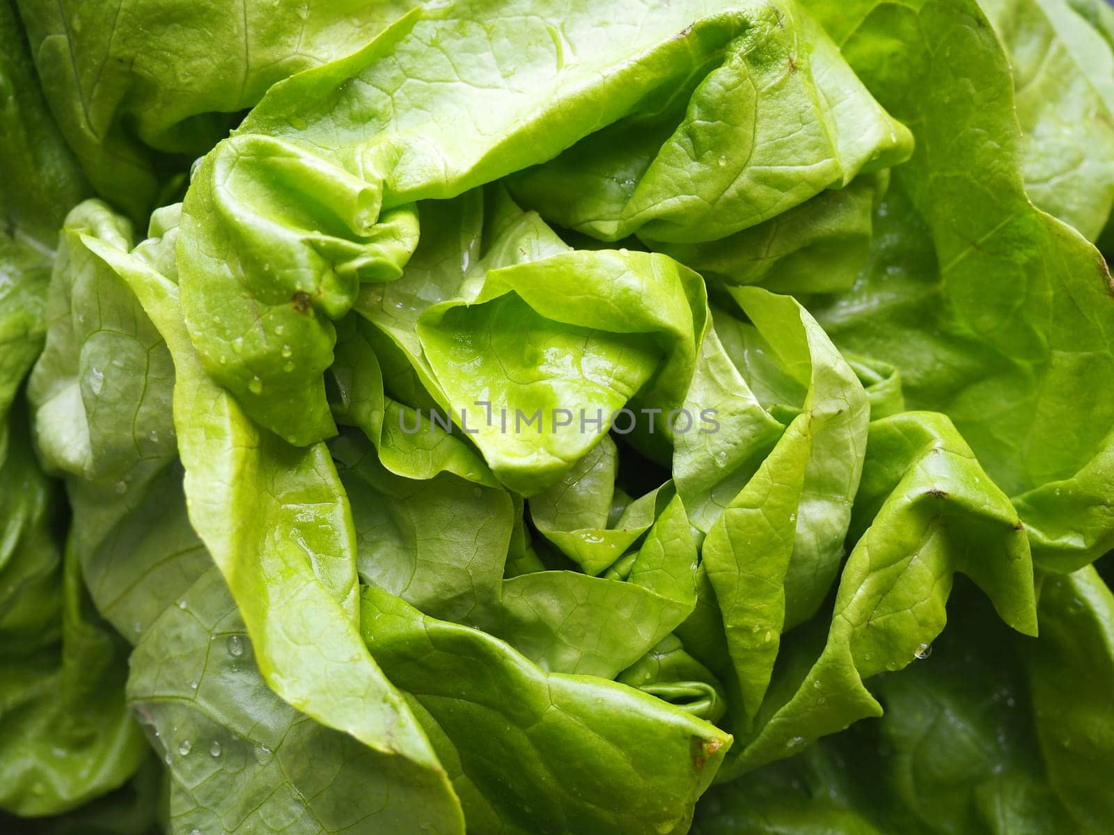 lettuce. An annual herb of the genus Lettuce of the Asteraceae family. Delicious fortified leaves. Green salad or side dish. Fresh herbs for healthy eating.