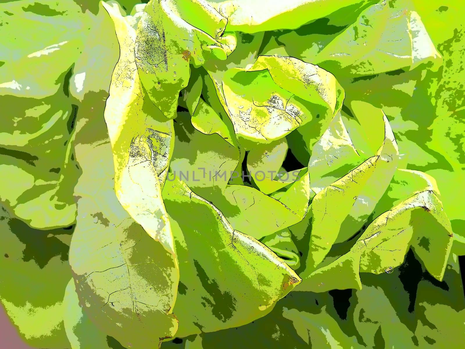 lettuce. An annual herb of the genus Lettuce of the Asteraceae family. Delicious fortified leaves. Green salad or side dish. Fresh herbs for healthy eating.