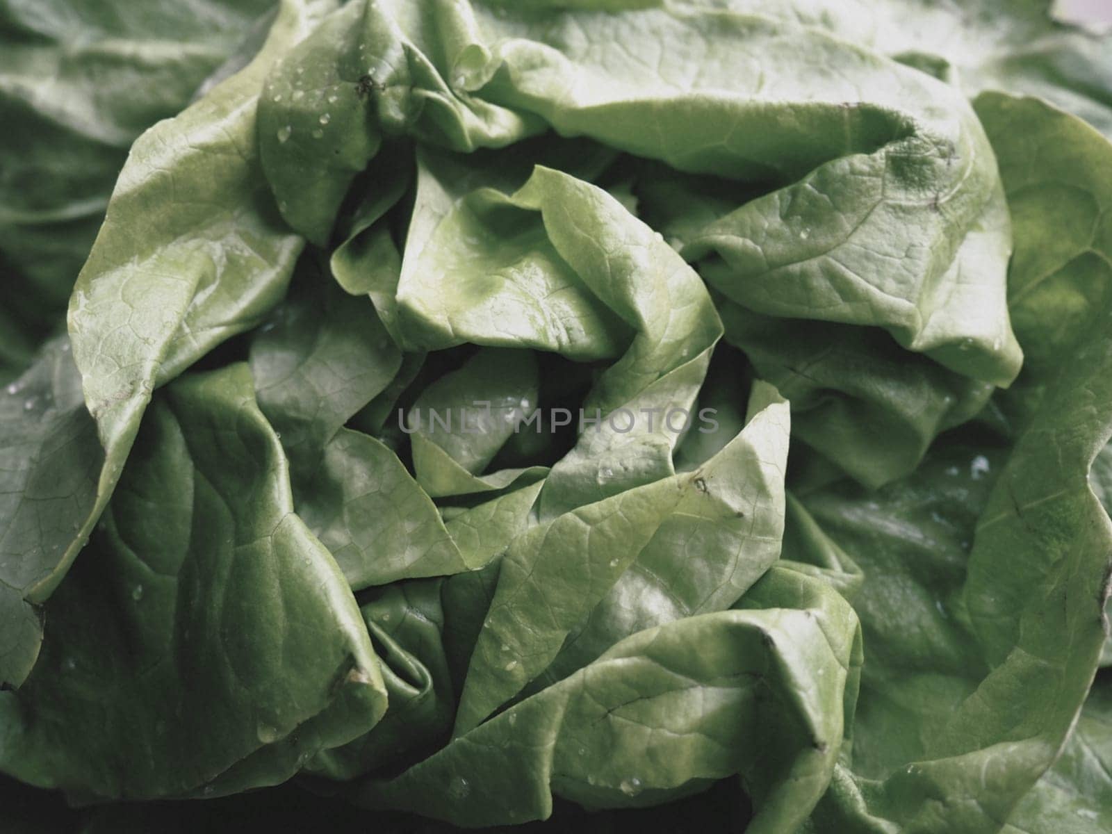 lettuce. An annual herb of the genus Lettuce of the Asteraceae family. Delicious fortified leaves. Green salad or side dish. Fresh herbs for healthy eating.