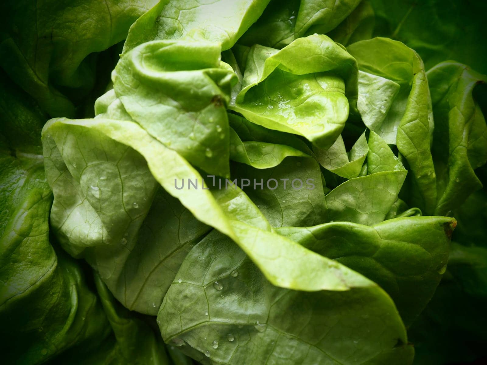 lettuce. An annual herb of the genus Lettuce of the Asteraceae family. Delicious fortified leaves. Green salad or side dish. Fresh herbs for healthy eating.