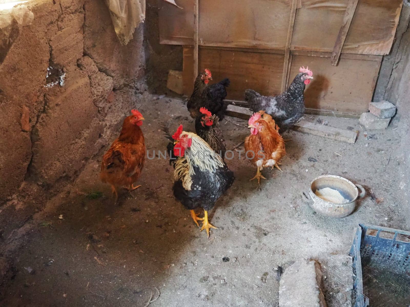 chicken in the barn. Chickens and roosters in a rustic ambience. Brown, variegated birds with red grims on their heads. Rural barn