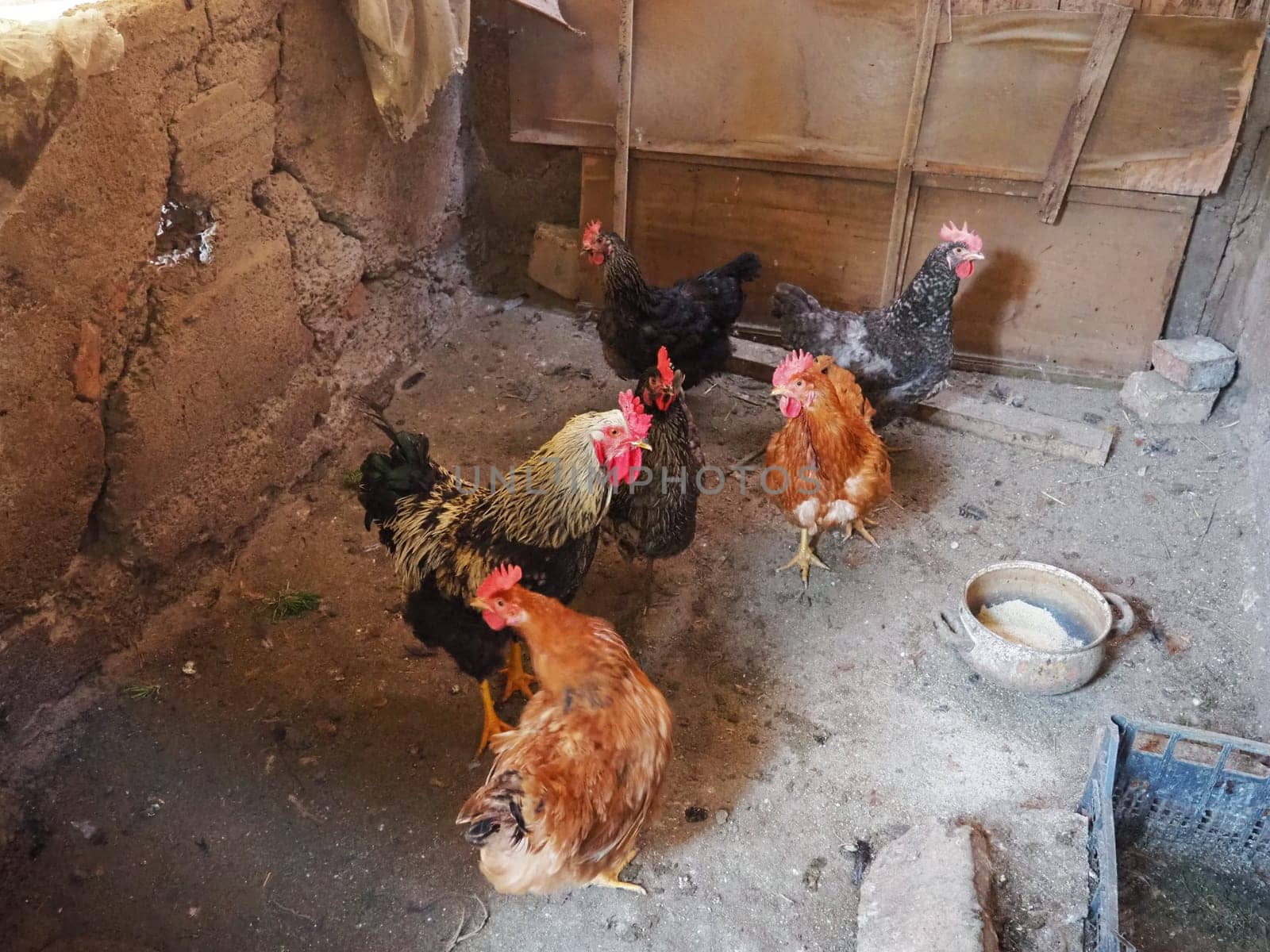 chicken in the barn. Chickens and roosters in a rustic ambience. Brown, variegated birds with red grims on their heads. Rural barn