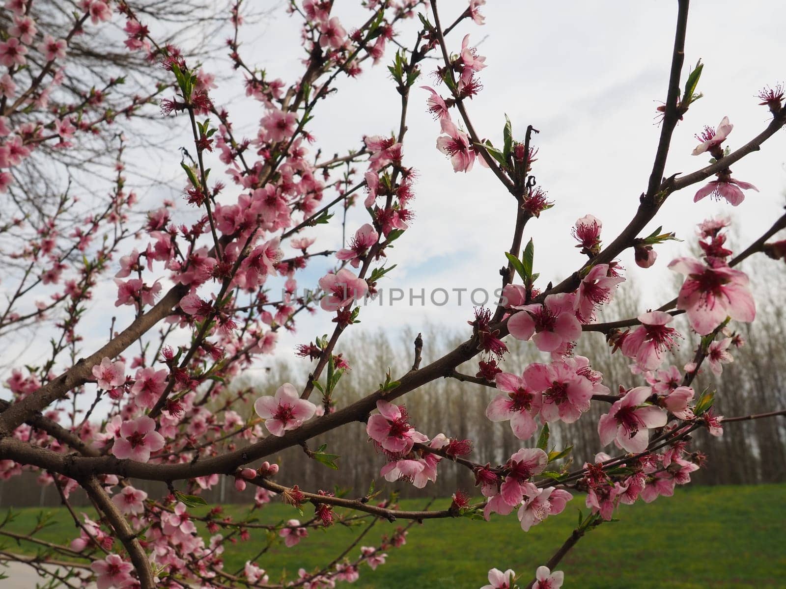 Apricot or peach branch with flowers in spring bloom. A buzzing bee is enjoying the lovely pink scenery. Pink purple spring flowers.