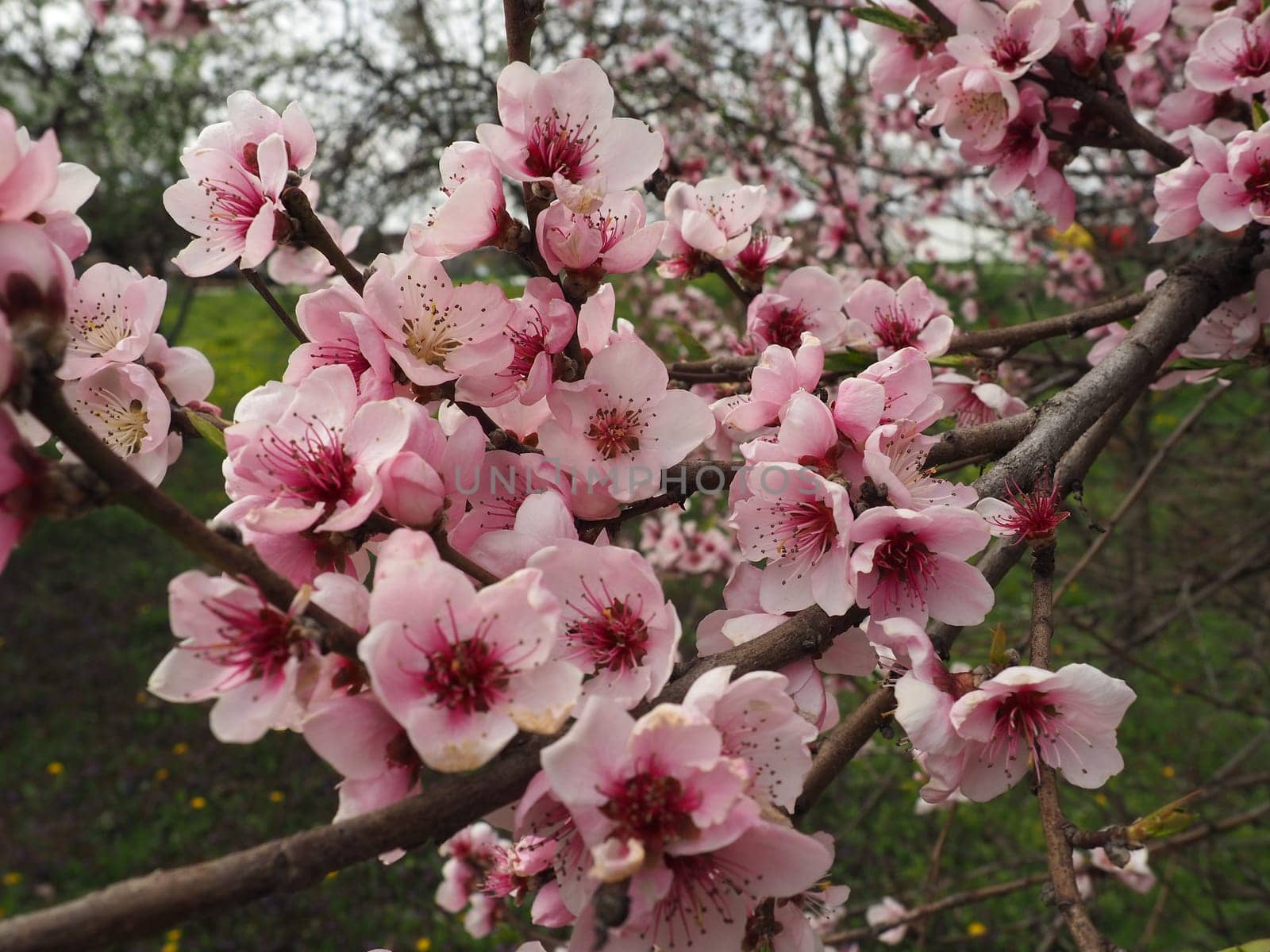 Apricot or peach branch with flowers in spring bloom. A buzzing bee is enjoying the lovely pink scenery. Pink purple spring flowers.
