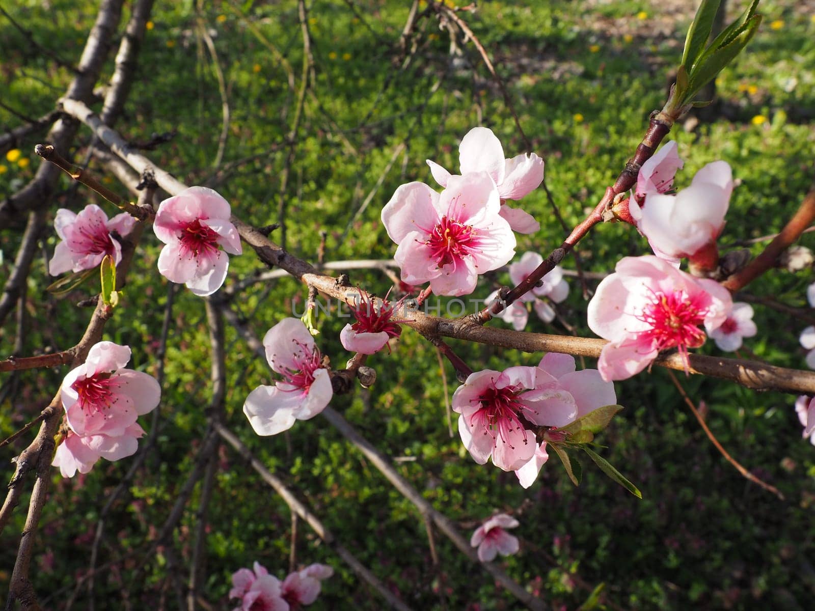 Apricot or peach branch with flowers in spring bloom. A buzzing bee is enjoying the lovely pink scenery. Pink purple spring flowers.