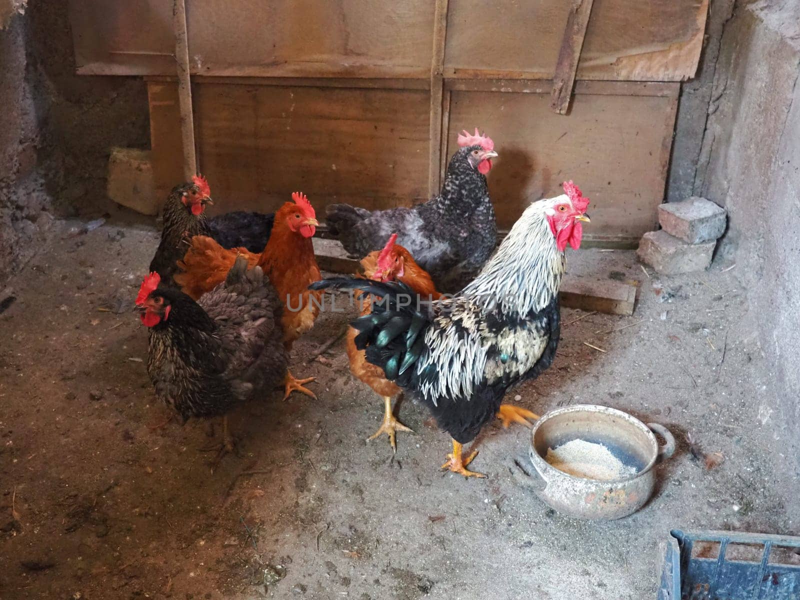 chicken in the barn. Chickens and roosters in a rustic ambience. Brown, variegated birds with red grims on their heads. Rural barn