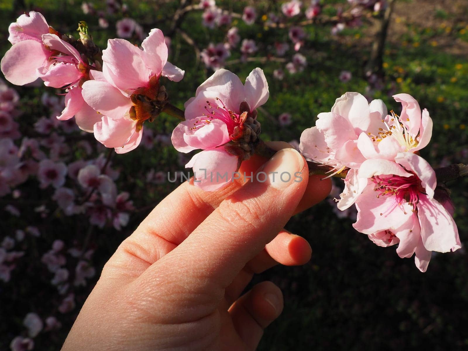 A female hand holds a branch with pink flowers. Pink flowers on the tree. Beautiful wild flowering in the spring garden. Cherry or plum branches with buds. Agriculture and horticulture