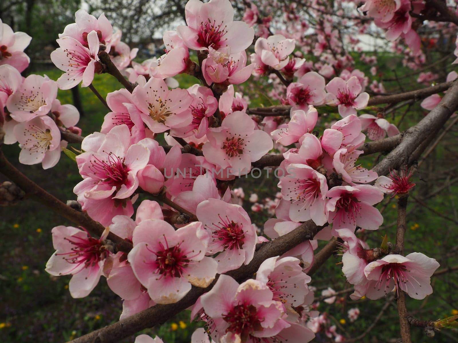 Apricot or peach branch with flowers in spring bloom. A buzzing bee is enjoying the lovely pink scenery. Pink purple spring flowers.