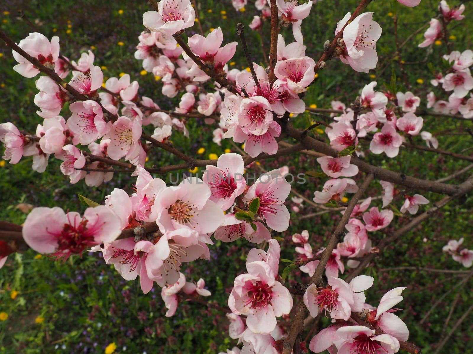 Apricot or peach branch with flowers in spring bloom. A buzzing bee is enjoying the lovely pink scenery. Pink purple spring flowers.