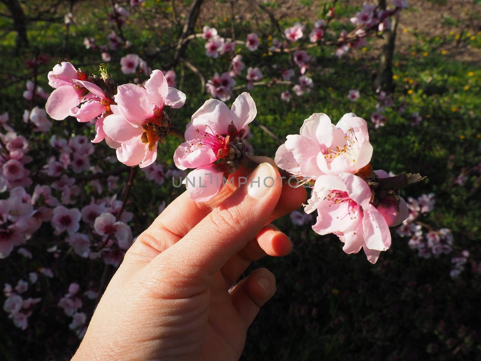A female hand holds a branch with pink flowers. Pink flowers on the tree. Beautiful wild flowering in the spring garden. Cherry or plum branches with buds. Agriculture and horticulture