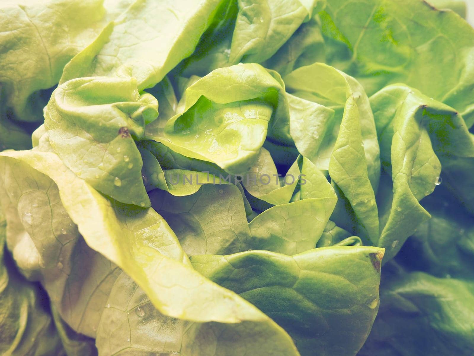 lettuce. An annual herb of the genus Lettuce of the Asteraceae family. Delicious fortified leaves. Green salad or side dish. Fresh herbs for healthy eating.