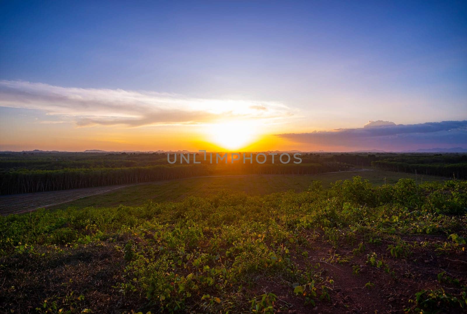 Rubber plantation farming area in the south of Thailand, Latex rubber, Para rubber tree garden
