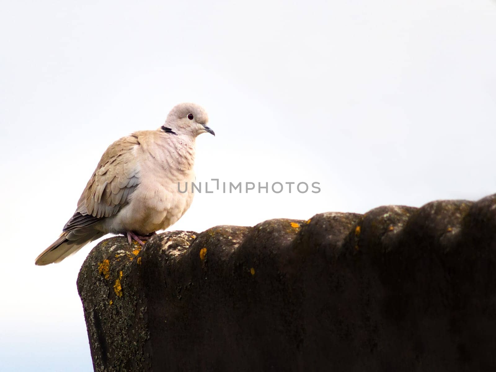 Pigeon on a roof