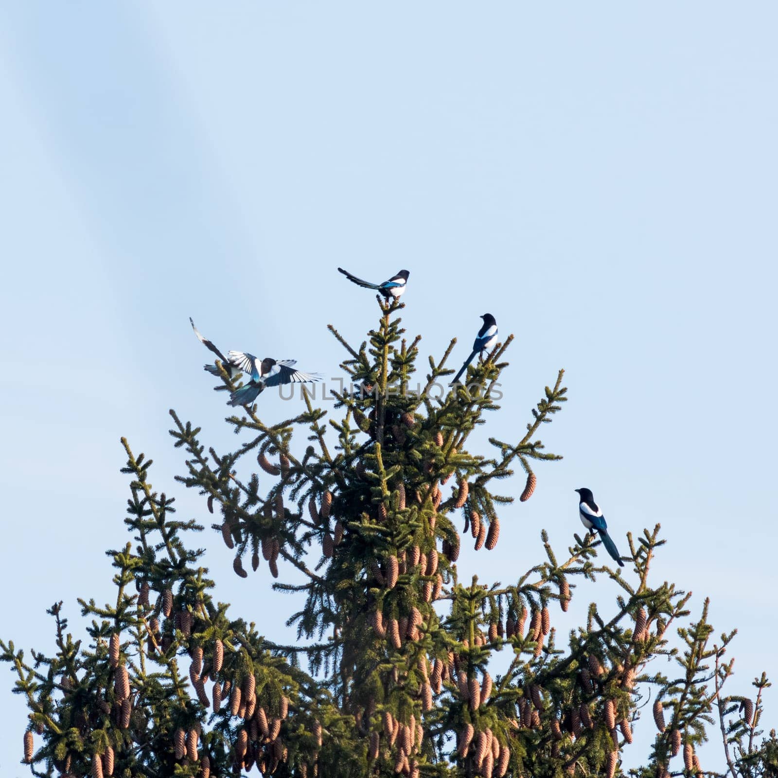 Magpie birds on a tree