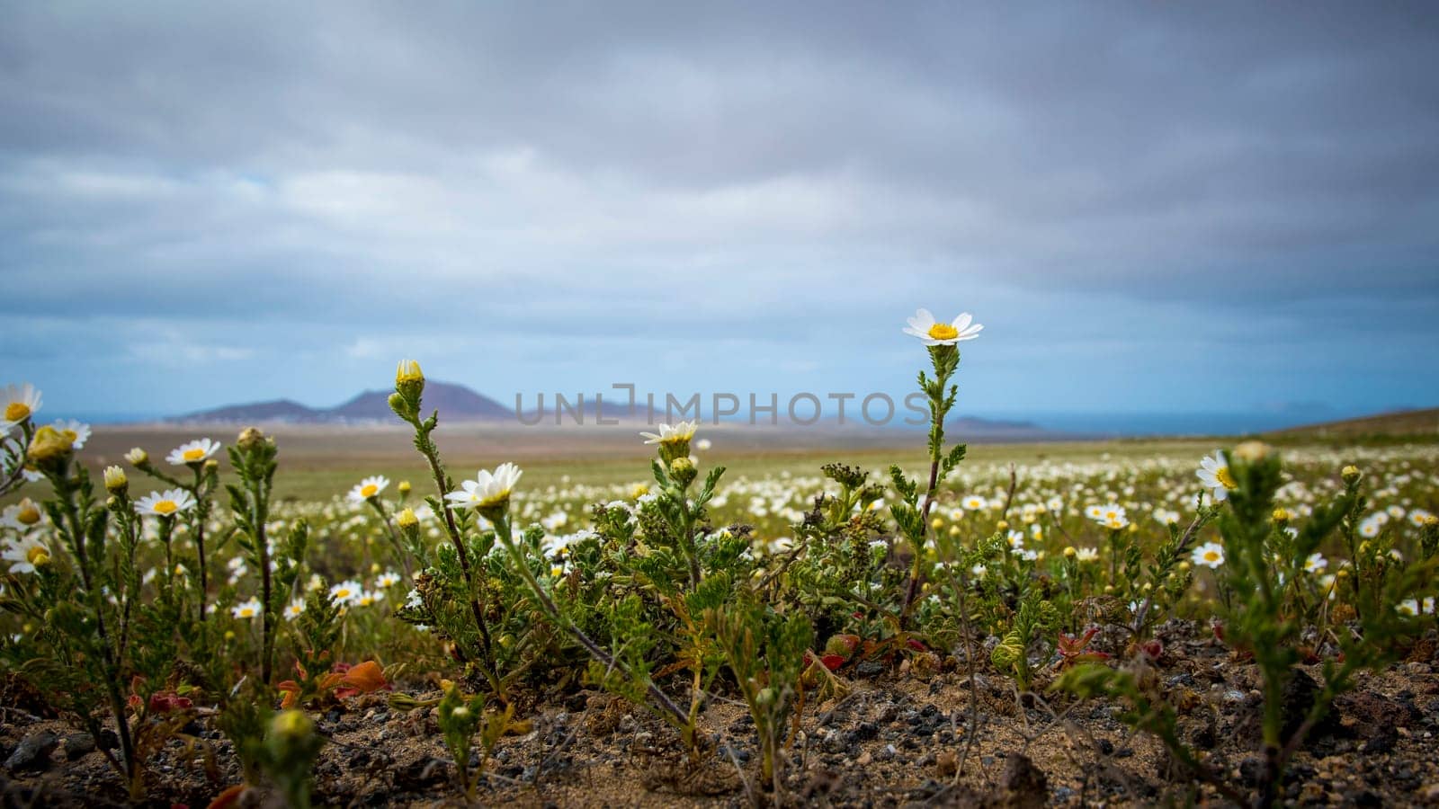 Springtime in Lanzarote, view on daisy flower field on the canary island. Low angle view