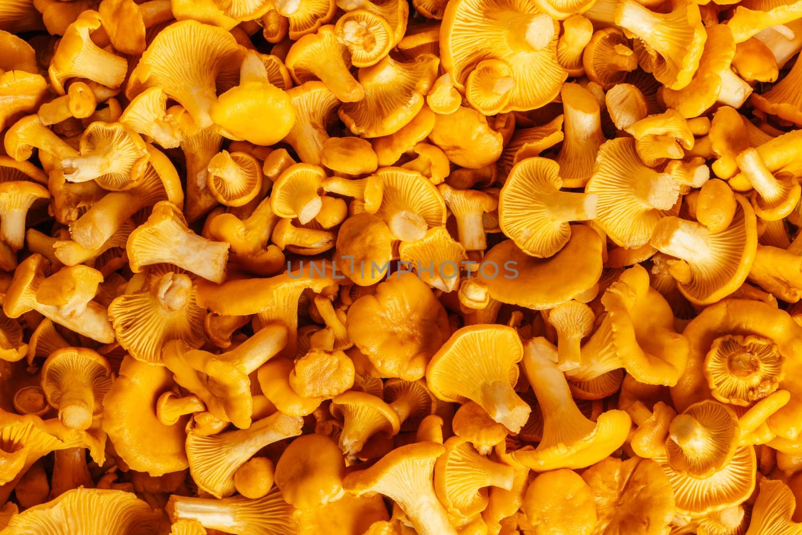 Yellow orange mushrooms juicy background delicious Cantharellus cibarius golden chanterelle with curly hats on fleshy leg. Ingredient of dish. Cooking dish. Top view. Close up choice flavor fillings.