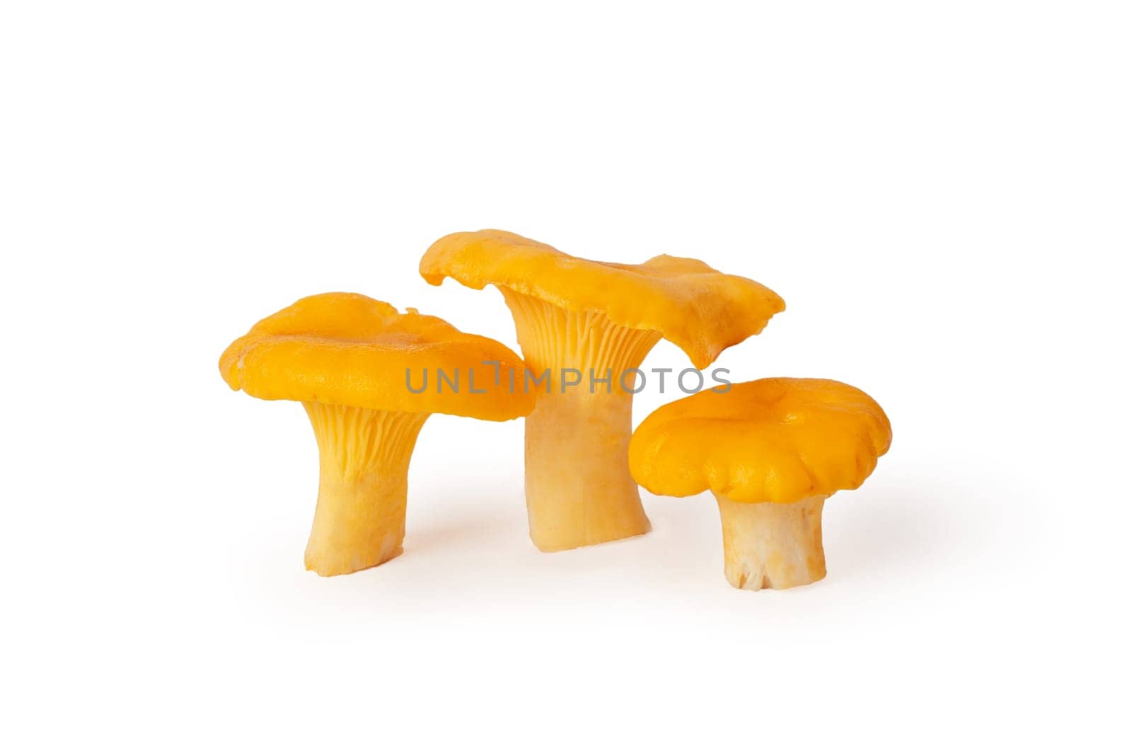 Yellow orange three mushrooms juicy delicious Cantharellus cibarius golden chanterelle with curly hats on fleshy leg. Ingredient of dish, choice of flavor fillings, isolated on white background
