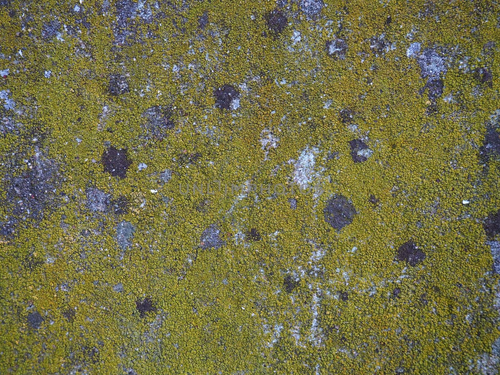 Mossy old concrete. Green moss on the stone. Concrete wall covered with green moss and gray lichens. Humid climate.