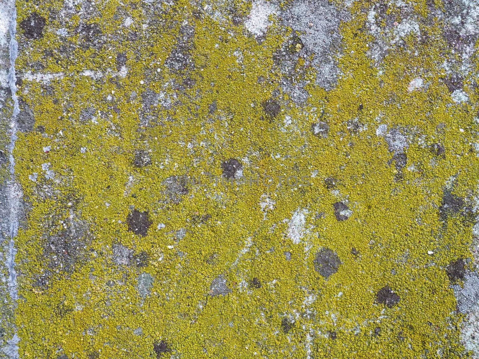 Mossy old concrete. Green moss on the stone. Concrete wall covered with green moss and gray lichens. Humid climate.
