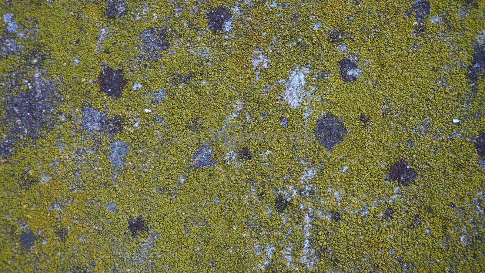 Mossy old concrete. Green moss on the stone. Concrete wall covered with green moss and gray lichens. Humid climate.