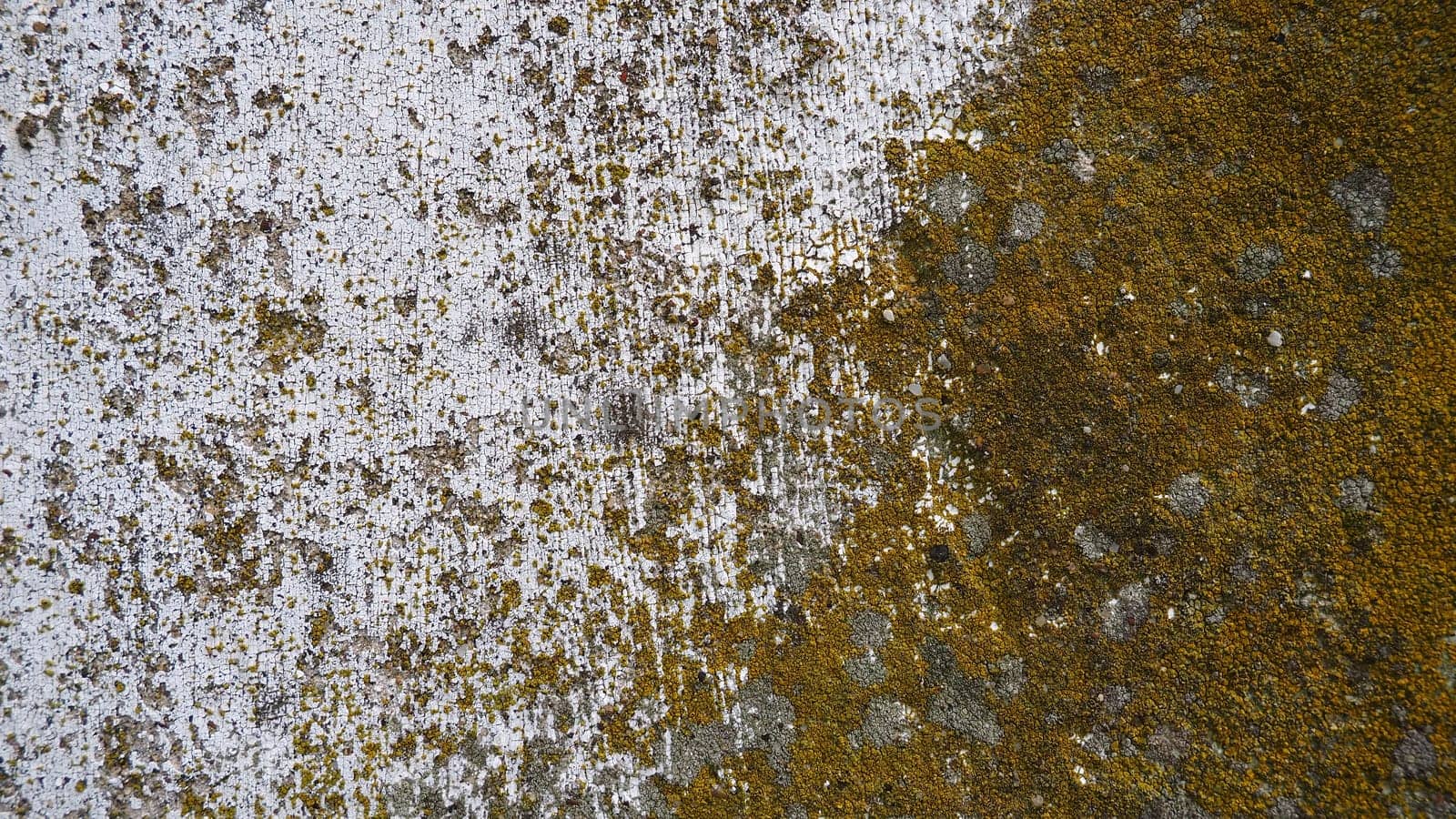 Mossy old concrete. Green moss on the stone. Concrete wall covered with green moss and gray lichens. Humid climate.