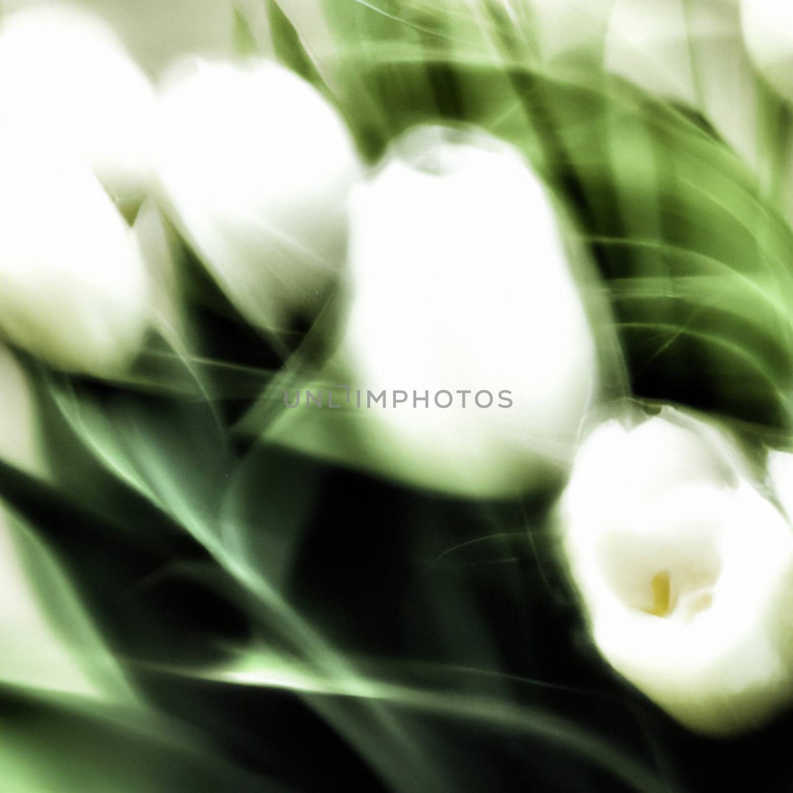 tulip Tulipa, bulbous herbs in the lily family Liliaceae. Tulips, garden flowers, cultivars and varieties have been developed. Flowers white delicate bouquet. Beautiful buds. Anamorphic bokeh.