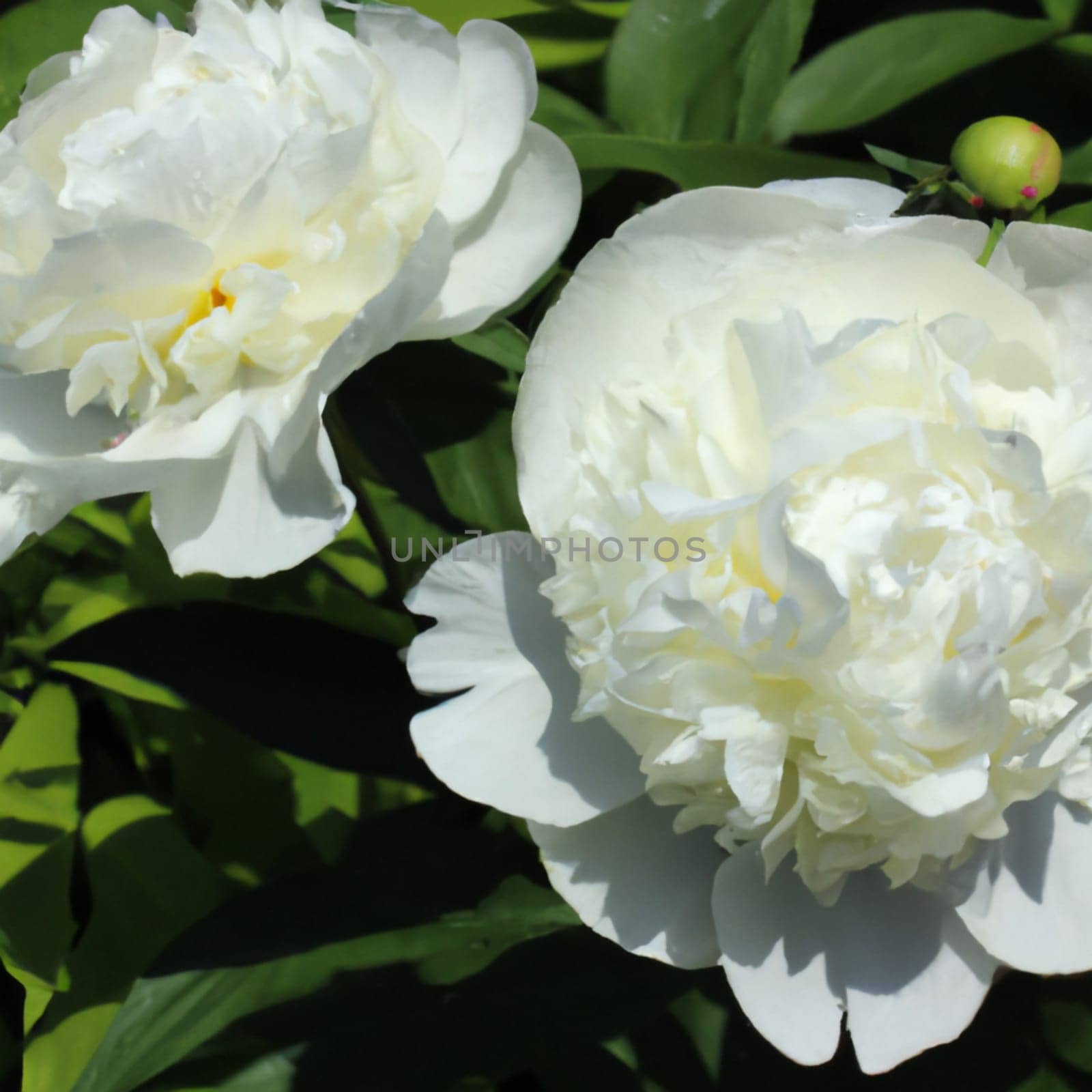 Beautiful white peony flowers close up. Peony is a genus of herbaceous perennials and deciduous shrubs, tree-like peonies. Peony family Paeoniaceae. Fragrant bouquet.