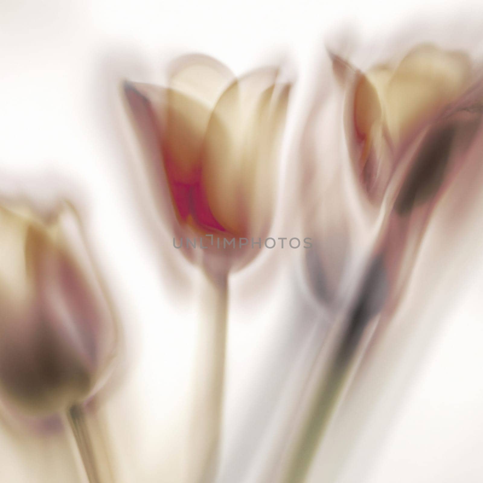 tulip Tulipa, bulbous herbs in the lily family Liliaceae. Tulips, garden flowers, cultivars and varieties have been developed. Flowers bouquet on white background. Beautiful buds. Anamorphic bokeh.