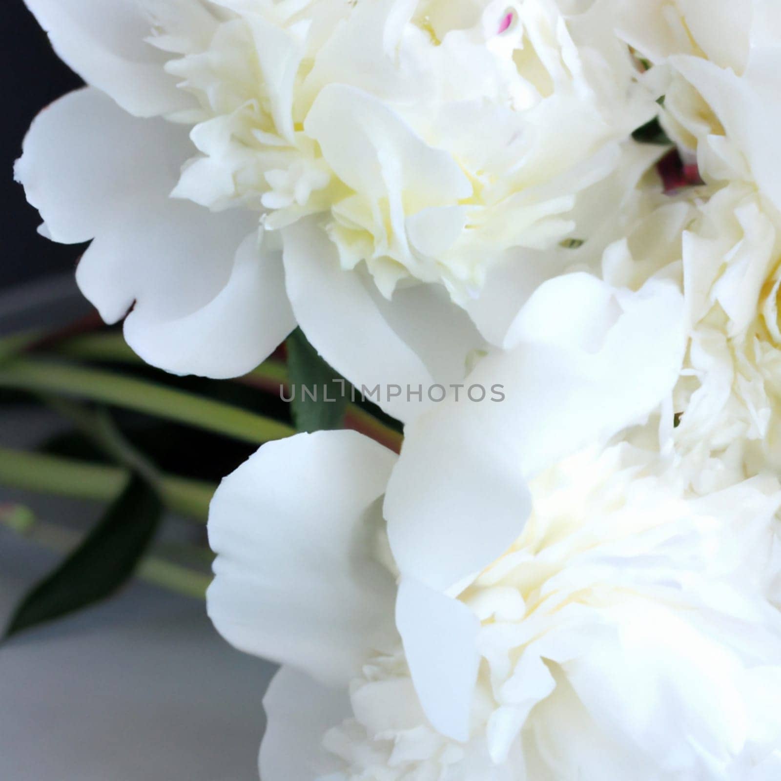 Beautiful white peony flowers close up. Peony is a genus of herbaceous perennials and deciduous shrubs, tree-like peonies. Peony family Paeoniaceae. Fragrant bouquet.