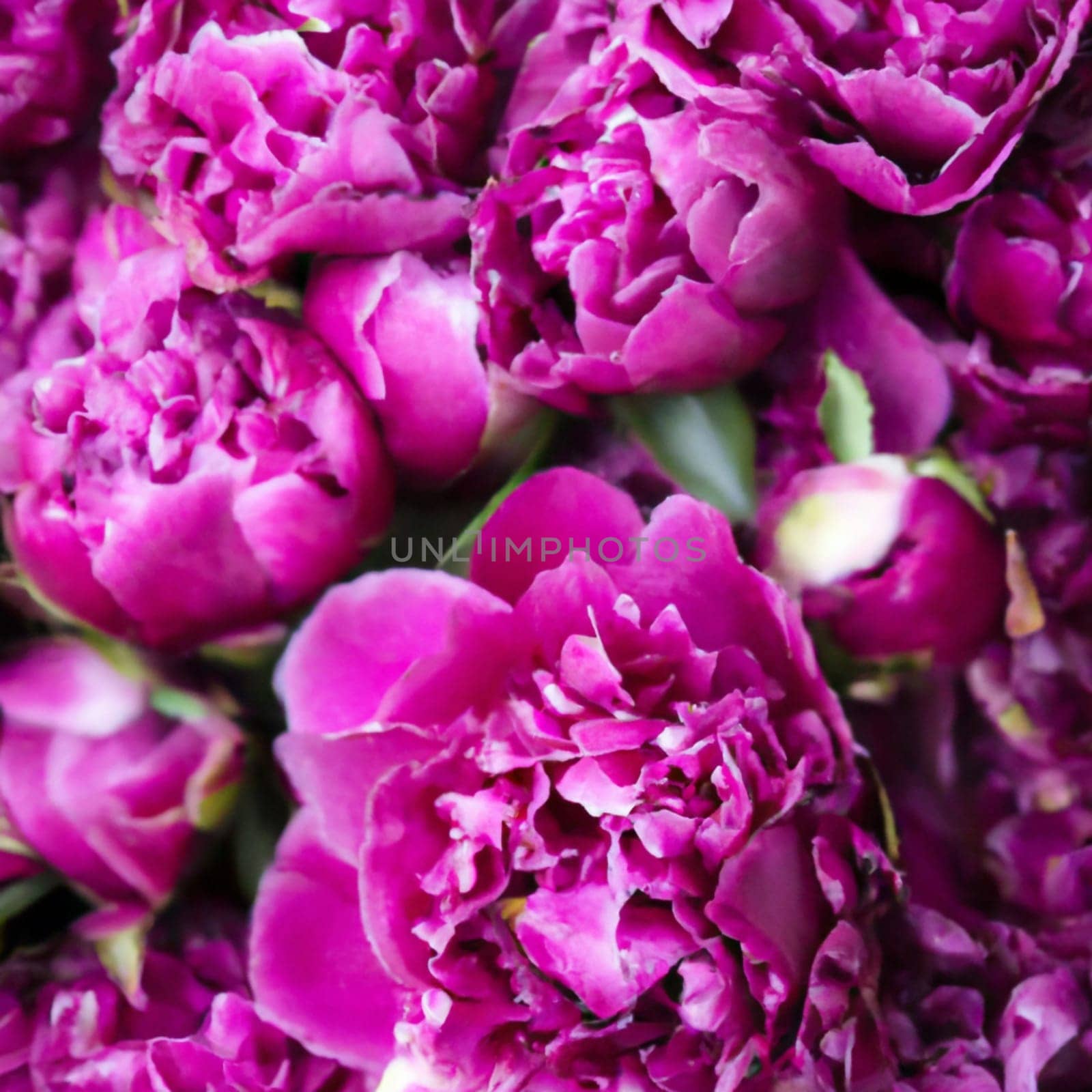 Beautiful pink peony flowers close up. Peony is a genus of herbaceous perennials and deciduous shrubs, tree-like peonies. Peony family Paeoniaceae. Pink purple lilac flowers