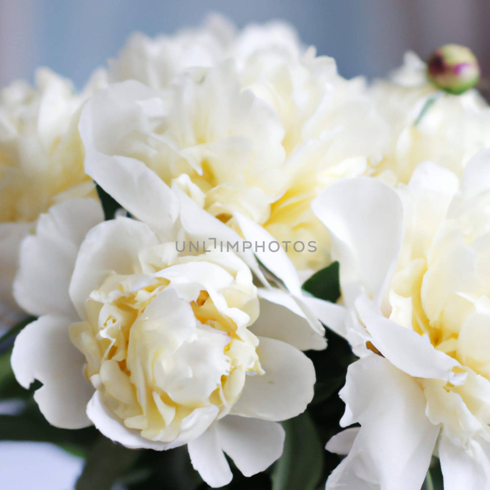 Beautiful white peony flowers close up. Peony is a genus of herbaceous perennials and deciduous shrubs, tree-like peonies. Peony family Paeoniaceae. Fragrant bouquet.