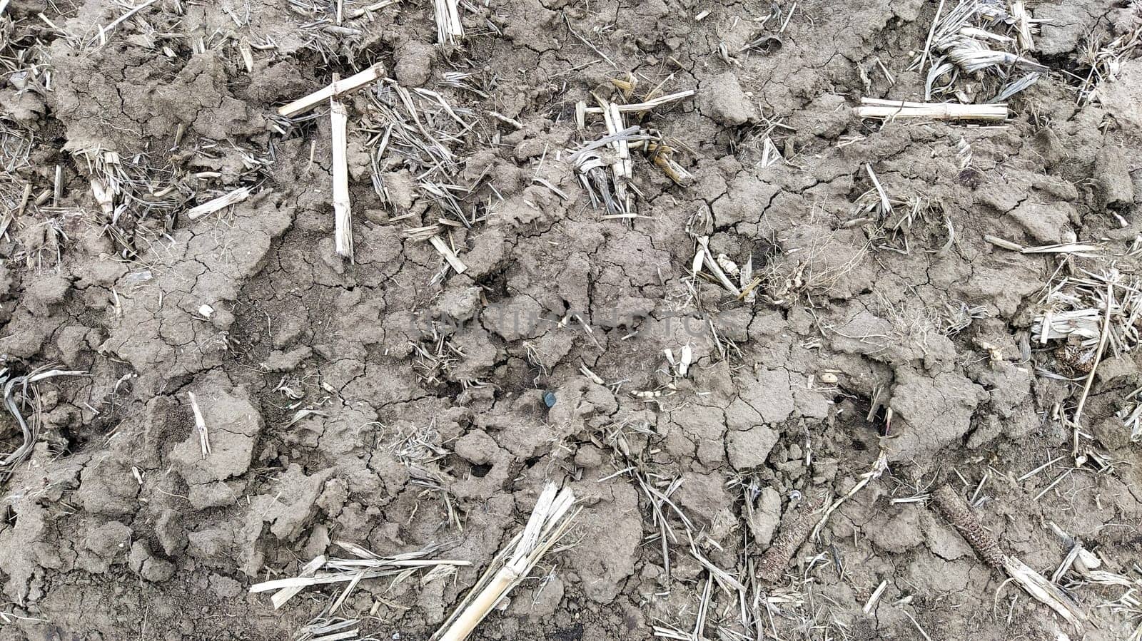 Oilcake remaining after harvesting corn on the ground. Clay, furrows, hay on the field. Wet, fertile land. Clay soil. Preparing the land for planting. Agricultural and natural theme